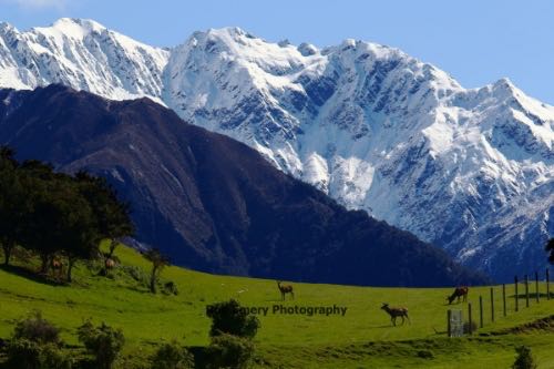 deer and mountains